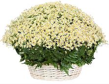 Цветочная композиция из Ромашки в корзине #REPLACE_PRED# Селиваниху